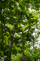 A closeup shot of trees in the forest