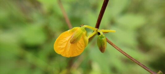 butterfly on a flower