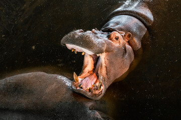 Big angry ferocious hippo roaring with open mouth