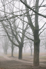 Fototapeta premium mysterious scene of autumn nature in the foggy morning, moody misty forest 