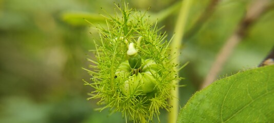 close up of green grass