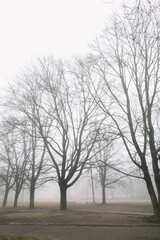mysterious scene of autumn nature in the foggy morning, moody misty forest 