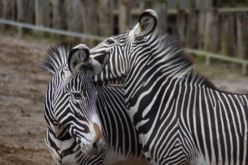 Zebra Liebe