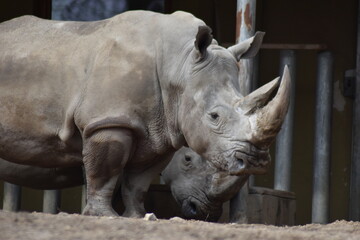 Fototapeta premium Nashorn Portrait