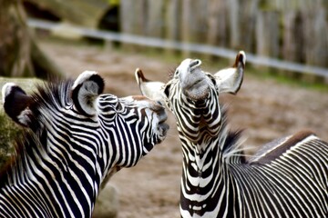 Zebras