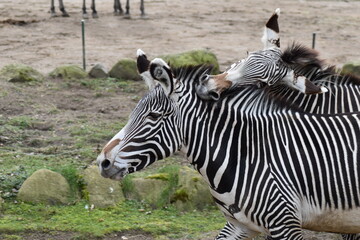 Bissiges Zebra