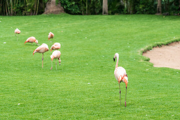 Pink flamingos on a green lawn.