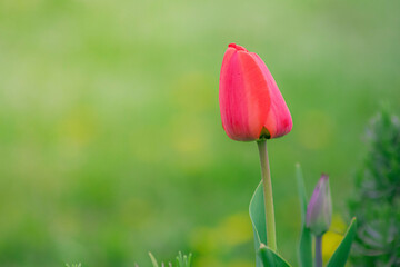 Czerwony tulipan