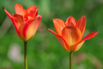 Pomarańczowe kwiaty