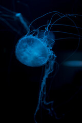 Ocean jellyfish in the aquarium.