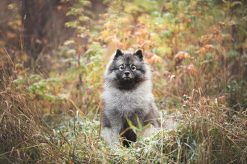 Portrait of gray Wolfspitz female dog sitting in the bright forest in autumn