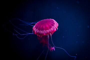 A purple-striped jellyfish in the aquarium.