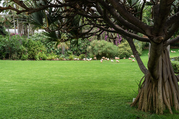 The base of the young tree trunk is Dracaena draco (Canary Islands dragon tree). In the background, a flock of flamingos.