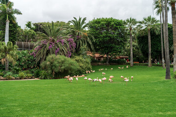 Pink flamingos on a green lawn.