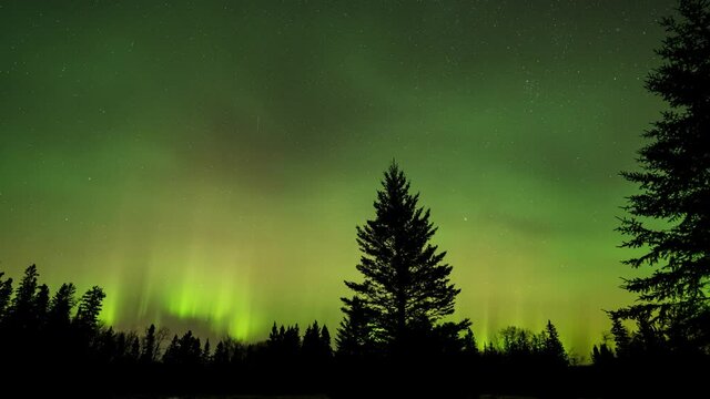 Dramatic Aurora flashing above a silhouette forest of spruce and pine trees. The Aurora turn pink at the end of the clip.
