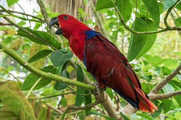 The female of eclectus parrot (Eclectus roratus).