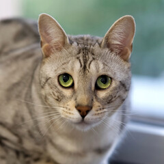 Fototapeta premium Portrait of a cute kitten silver bengal cat. close up