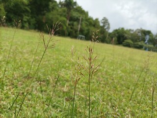 grass in the field