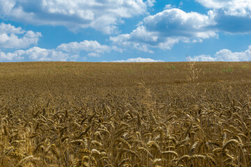 Naklejka premium field of wheat