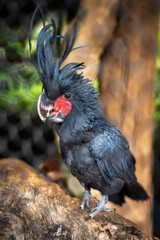 Chick of Palm cockatoo in a cage.