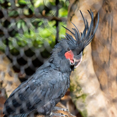 Chick of Palm cockatoo in a cage.
