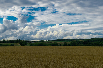 Obraz premium wheat field and blue sky