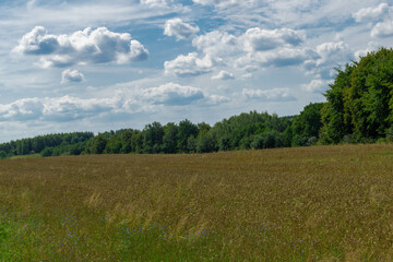 field and blue sky in Kaszuby