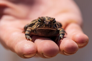 Toad in Hand