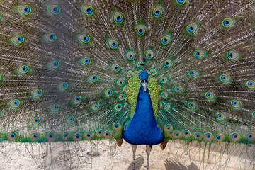 Obraz premium Indian colorful blue peacock with open tail.