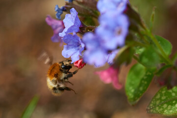 Ackerhummel an Lungenkraut © Karin Jähne