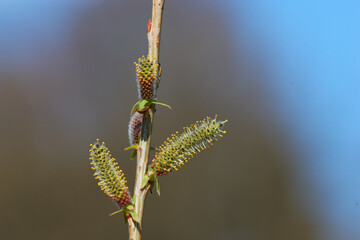 Blüten der Sal-Weide im Frühjahr