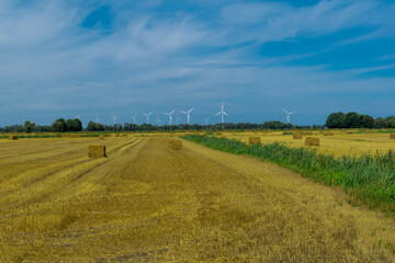 Obraz premium field of wheat