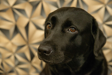 labrador dog black pet at home pet