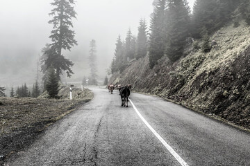 Cows walking down the road in a foggy forest