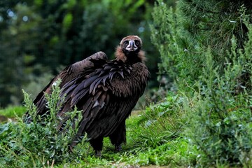 Black Monk Vulture