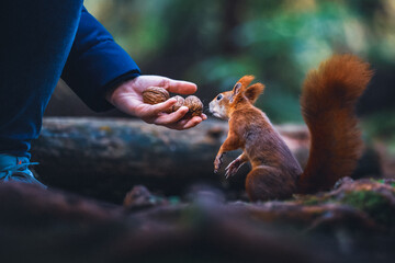 Feeding a Squirrel a Walnut