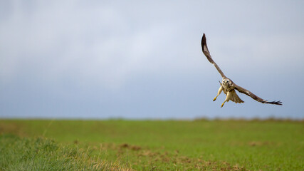 Autumn wildlife, bird of prey Common Buzzard, Buteo buteo, flight on a farmland. Wildlife scene...