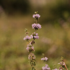 bee on thistle