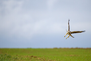 Autumn wildlife, bird of prey Common Buzzard, Buteo buteo, flight on a farmland. Wildlife scene from the nature. Landing or sitting on the ground. Buzzard fly in the forest. Copy space