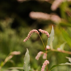 pink and yellow flowers