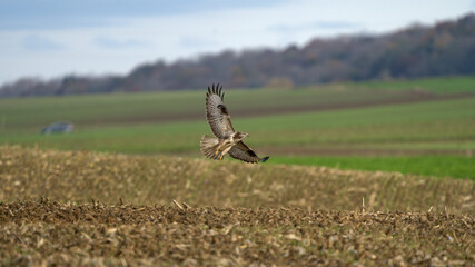 Autumn wildlife, bird of prey Common Buzzard, Buteo buteo, flight on a farmland. Wildlife scene from the nature. Landing or sitting on the ground. Buzzard fly in the forest.