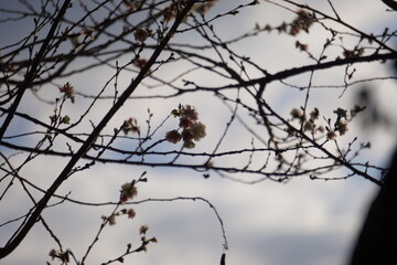 季節外れのさくら
