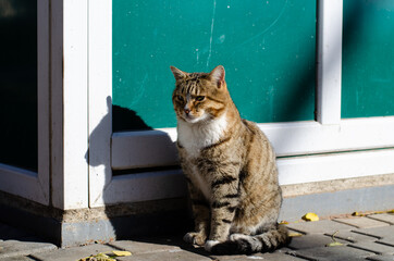 A gray street cat is basking in the sun. Yard cat. Pet.