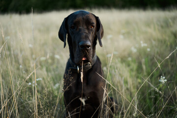 black purebred dog in a field outdoors summer