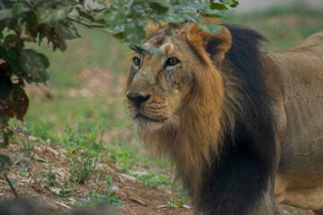 A lion in a zoo