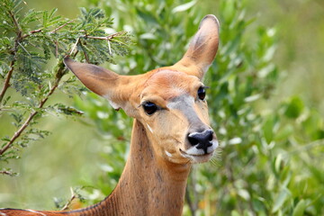 Deer in Hluhluwe Park, South Africa