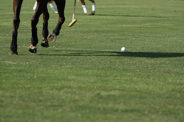 Obraz premium Caballos, cria de caballos polo deporte