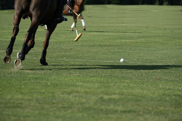 Caballos, cria de caballos polo deporte