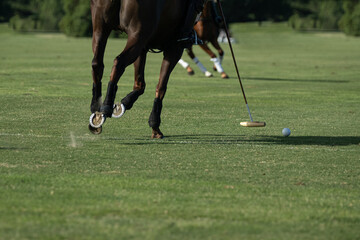 Caballos, cria de caballos polo deporte