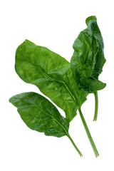 Green raw spinach leaves isolated on white background, Top view, flat lay with clipping path,...